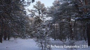 zima 2019 - po puszczy kampinoskiej - wokół opalenia